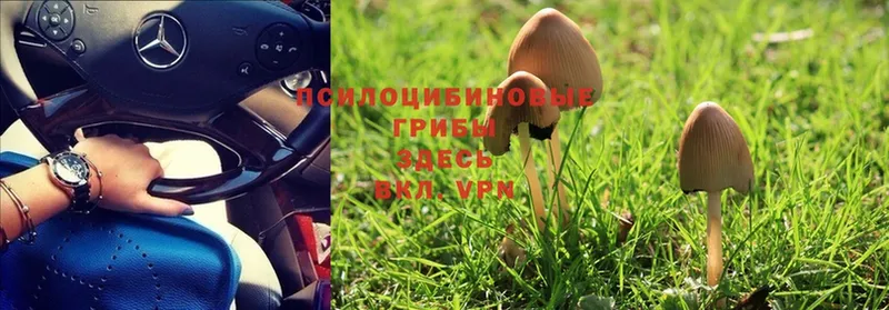 где можно купить   Спасск  Галлюциногенные грибы Magic Shrooms 